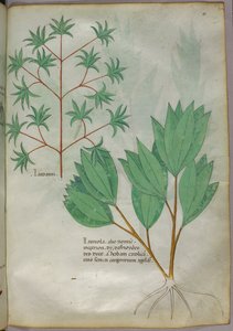 Illustration botanique, vers 1440 (encre et couleur sur vélin)