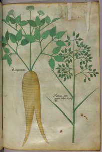 Illustration botanique, vers 1440 (encre et couleur sur vélin) - Italian School