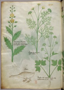 Illustration botanique, vers 1440 (encre et couleur sur vélin)