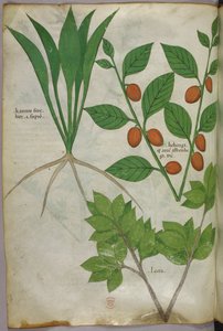 Illustration botanique, vers 1440 (encre et couleur sur vélin)