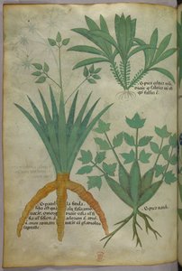 Illustration botanique, vers 1440 (encre et couleur sur vélin)