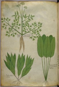 Illustration botanique, vers 1440 (encre et couleur sur vélin)
