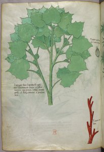 Illustration botanique, vers 1440 (encre et couleur sur vélin)