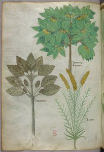 Illustration botanique, vers 1440 (encre et couleur sur vélin)