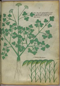 Illustration botanique, vers 1440 (encre et couleur sur vélin)