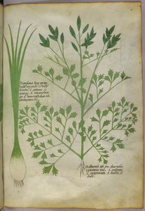 Illustration botanique, vers 1440 (encre et couleur sur vélin)
