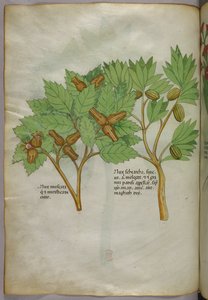 Illustration botanique, vers 1440 (encre et couleur sur vélin)