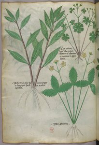 Illustration botanique, vers 1440 (encre et couleur sur vélin) - Italian School