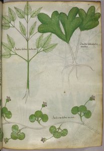 Illustration botanique, vers 1440 (encre et couleur sur vélin)