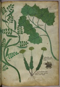 Illustration botanique, vers 1440 (encre et couleur sur vélin) - Italian School