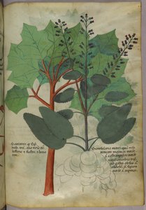 Illustration botanique, vers 1440 (encre et couleur sur vélin)