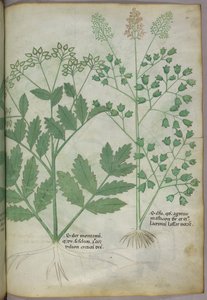 Illustration botanique, vers 1440 (encre et couleur sur vélin) - Italian School