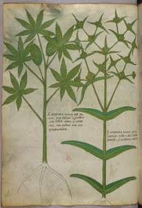 Illustration botanique, vers 1440 (encre et couleur sur vélin) - Italian School
