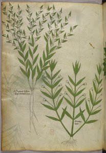 Illustration botanique, vers 1440 (encre et couleur sur vélin) - Italian School