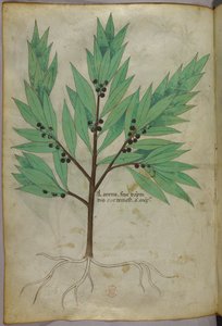 Illustration botanique, vers 1440 (encre et couleur sur vélin)
