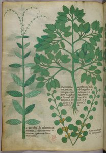 Illustration botanique, vers 1440 (encre et couleur sur vélin)