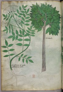 Illustration botanique, vers 1440 (encre et couleur sur vélin)