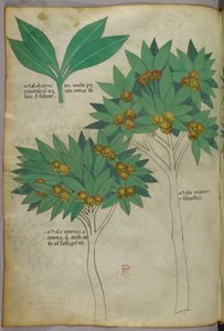 Illustration botanique, vers 1440 (encre et couleur sur vélin)