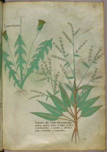 Illustration botanique, vers 1440 (encre et couleur sur vélin)