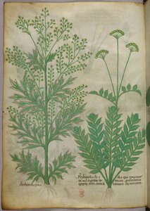 Illustration botanique, vers 1440 (encre et couleur sur vélin)