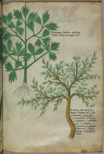 Illustration botanique, vers 1440 (encre et couleur sur vélin)