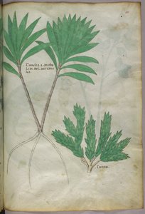 Illustration botanique, vers 1440 (encre et couleur sur vélin)