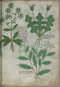Illustration botanique, vers 1440 (encre et couleur sur vélin)