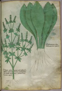Illustration botanique, vers 1440 (encre et couleur sur vélin)