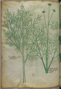 Illustration botanique, vers 1440 (encre et couleur sur vélin)