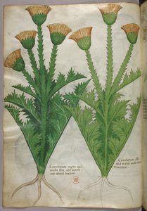 Illustration botanique, vers 1440 (encre et couleur sur vélin)