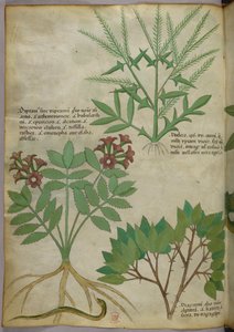 Illustration botanique, vers 1440 (encre et couleur sur vélin)