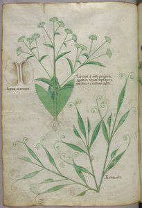 Illustration botanique, vers 1440 (encre et couleur sur vélin)