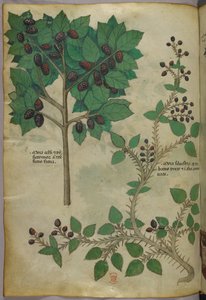 Illustration botanique, vers 1440 (encre et couleur sur vélin)