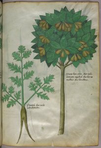 Illustration botanique, vers 1440 (encre et couleur sur vélin)