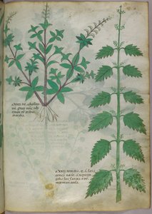 Illustration botanique, vers 1440 (encre et couleur sur vélin)