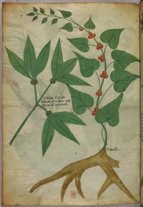 Illustration botanique, vers 1440 (encre et couleur sur vélin)