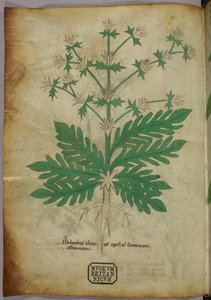 Illustration botanique, vers 1440 (encre et couleur sur vélin) - Italian School
