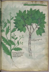Illustration botanique, vers 1440 (encre et couleur sur vélin)