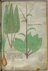 Illustration botanique, vers 1440 (encre et couleur sur vélin)