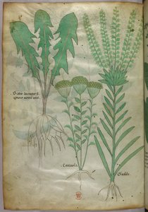 Illustration botanique, vers 1440 (encre et couleur sur vélin)
