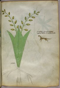 Illustration botanique, vers 1440 (encre et couleur sur vélin) - Italian School