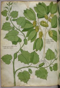 Illustration botanique, vers 1440 (encre et couleur sur vélin)