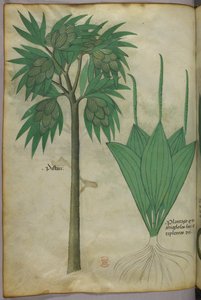 Illustration botanique, vers 1440 (encre et couleur sur vélin)