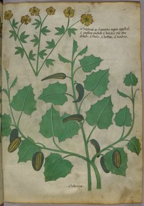 Illustration botanique, vers 1440 (encre et couleur sur vélin)