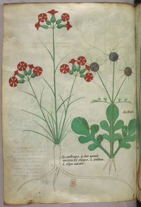 Illustration botanique, vers 1440 (encre et couleur sur vélin) - Italian School