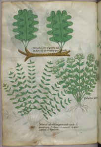 Illustration botanique, vers 1440 (encre et couleur sur vélin)