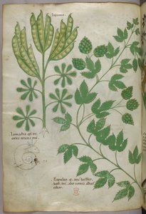 Illustration botanique, vers 1440 (encre et couleur sur vélin) - Italian School