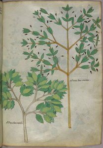 Illustration botanique, vers 1440 (encre et couleur sur vélin)