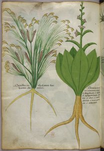 Illustration botanique, vers 1440 (encre et couleur sur vélin)