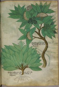 Illustration botanique, vers 1440 (encre et couleur sur vélin)